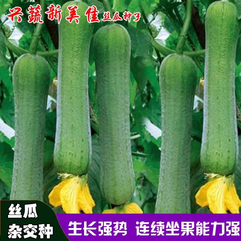 兴蔬新美佳丝瓜种子早熟高产杂交丝瓜种籽农家田园四季蔬菜种