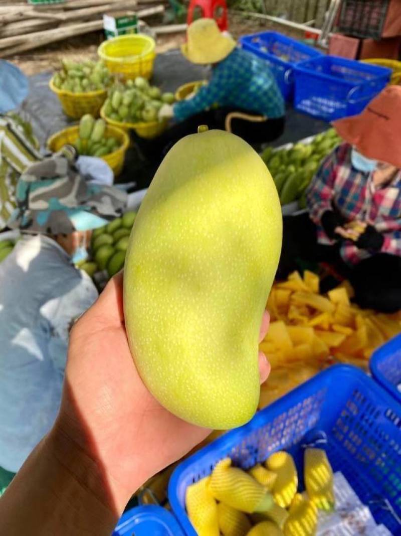 海南金煌芒
