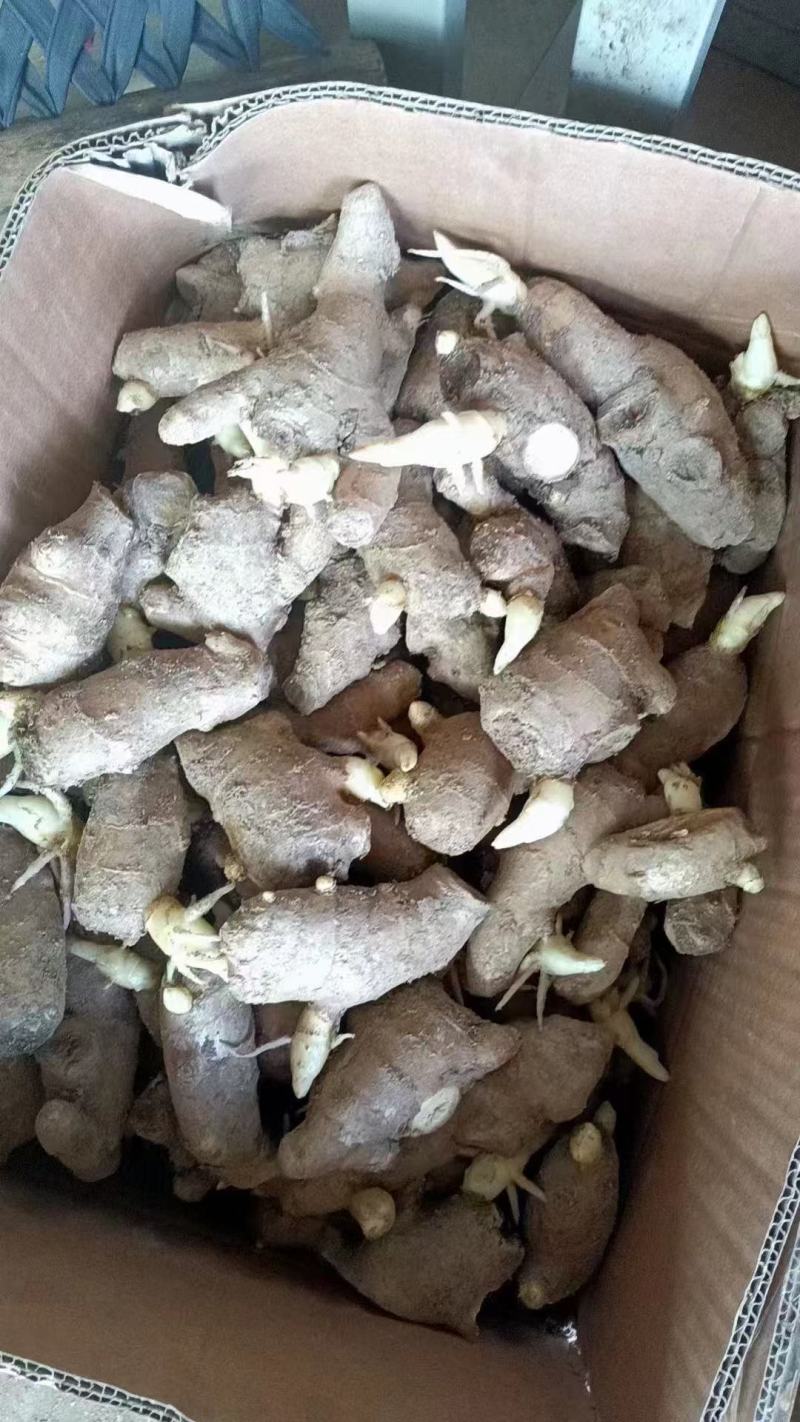 姜种山东生姜368脱毒高产一手货源技术指导全国发货