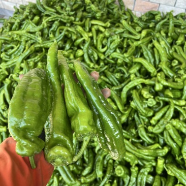 出售米易精品大泡椒，量大，保质保量，