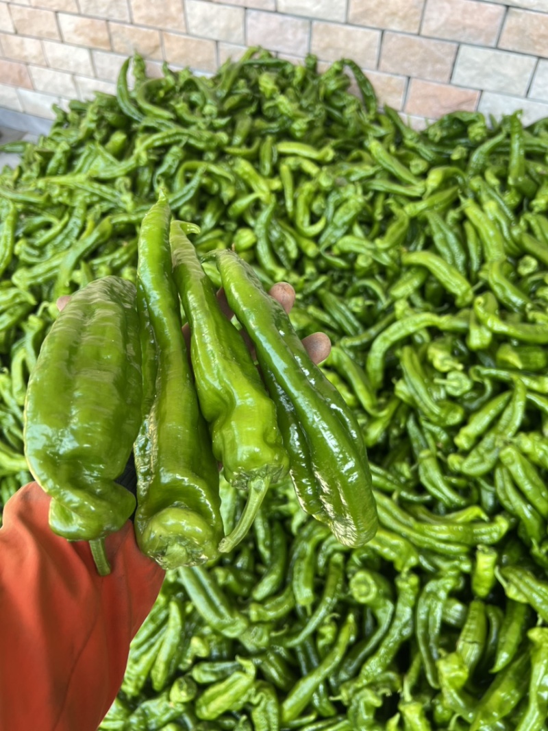 出售米易精品大泡椒，量大，保质保量，