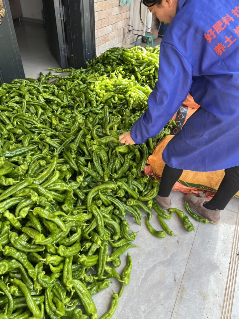 出售米易精品大泡椒，量大，保质保量，