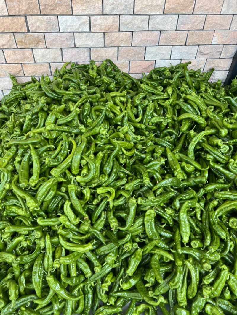 出售米易精品大泡椒，量大，保质保量，