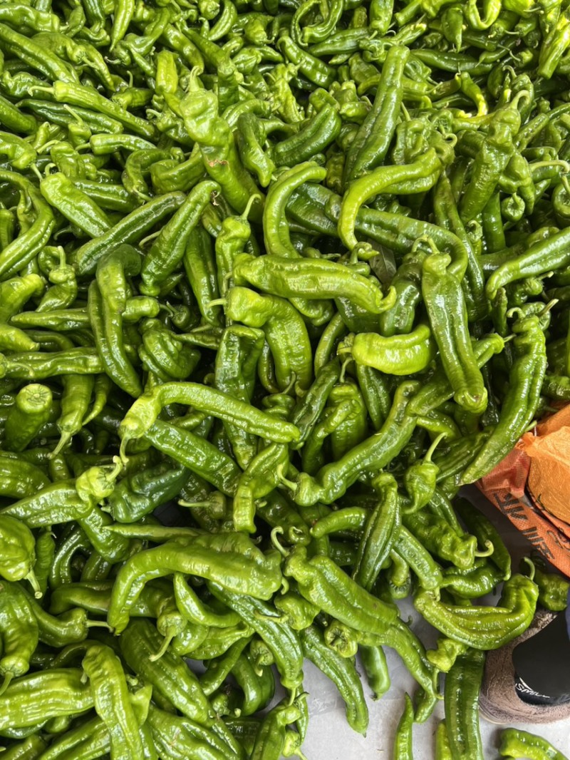 出售米易精品大泡椒，量大，保质保量，