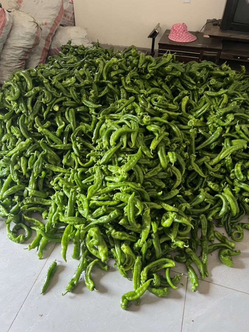 出售米易精品大泡椒，量大，保质保量，