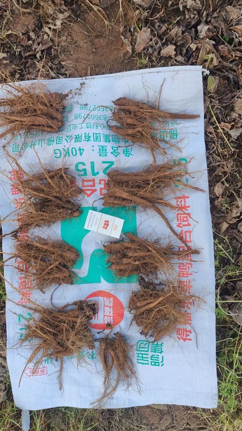 木香苗