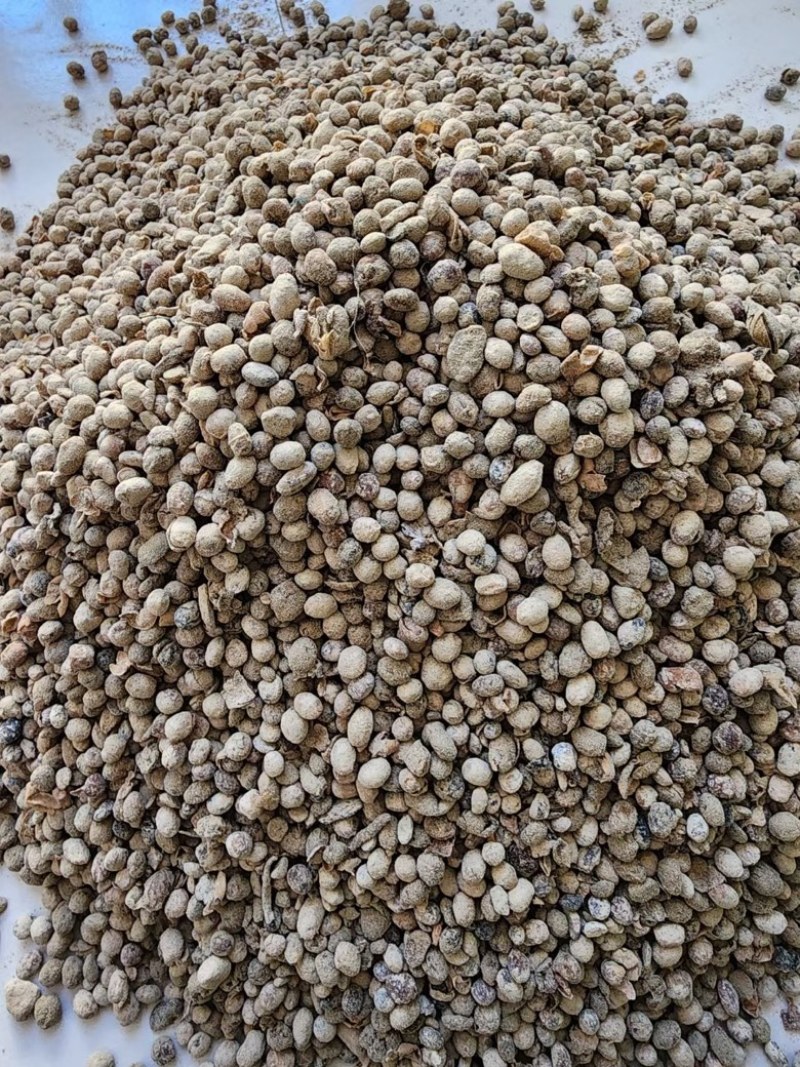 益生菌发酵大豆高效肥力每克5亿+菌强力改善土壤