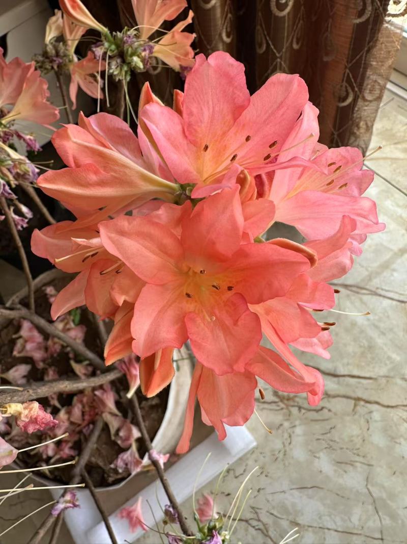红枫杜鹃/红杜鹃/大棚种植/品类多样/价格便宜/全国发货