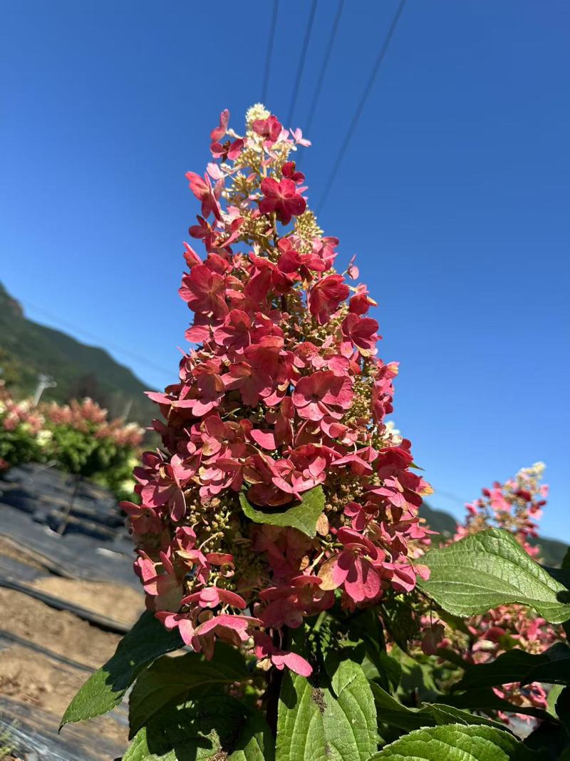 圆锥绣球花冠/辽宁发货/大棚种植/价格真实/欢迎来电