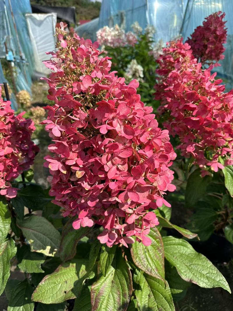 圆锥绣球花冠/辽宁发货/大棚种植/价格真实/欢迎来电