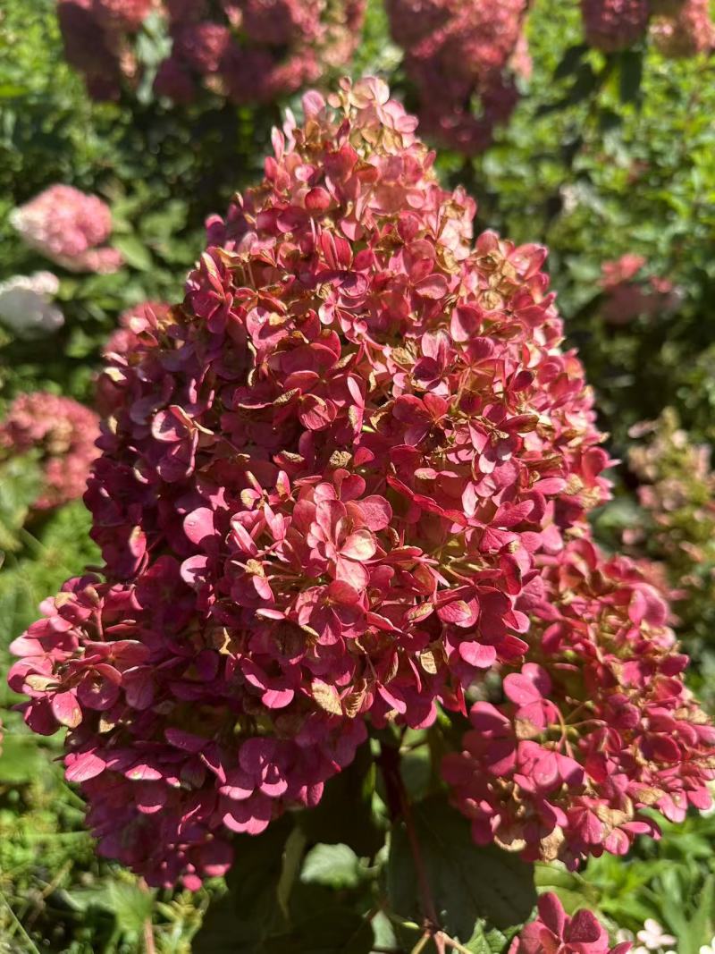 圆锥绣球花冠/辽宁发货/大棚种植/价格真实/欢迎来电