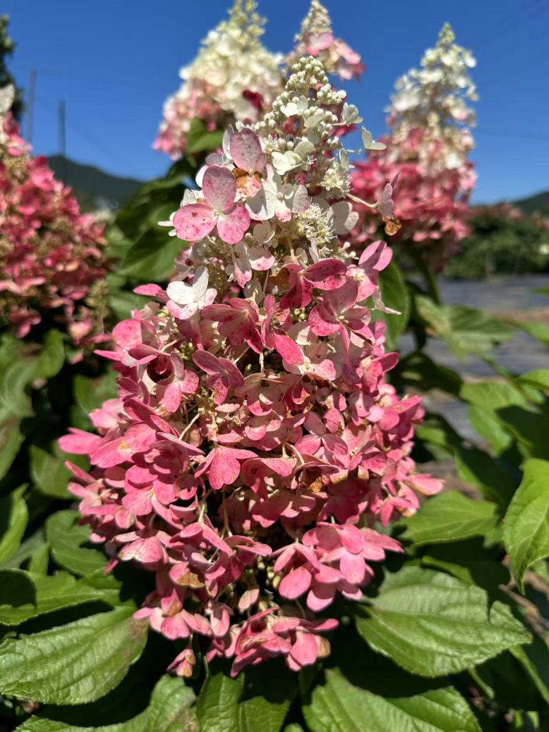 圆锥绣球花冠/辽宁发货/大棚种植/价格真实/欢迎来电