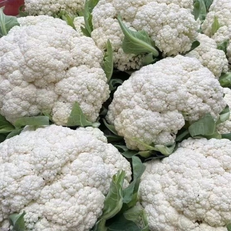 农家种植天然有机松花菜，新鲜采摘优质花菜，欢迎大家采购