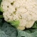 农家种植天然有机松花菜，新鲜采摘优质花菜，欢迎大家采购