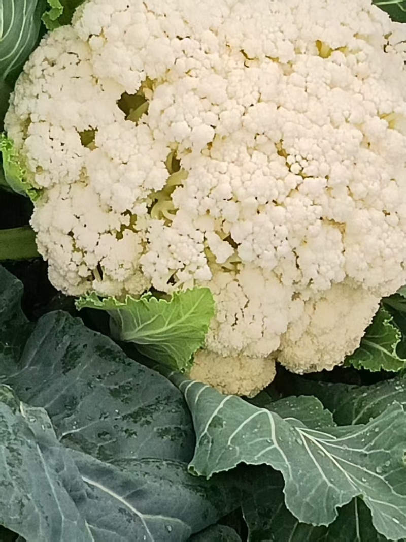 农家种植天然有机松花菜，新鲜采摘优质花菜，欢迎大家采购