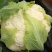 农家种植天然有机松花菜，新鲜采摘优质花菜，欢迎大家采购