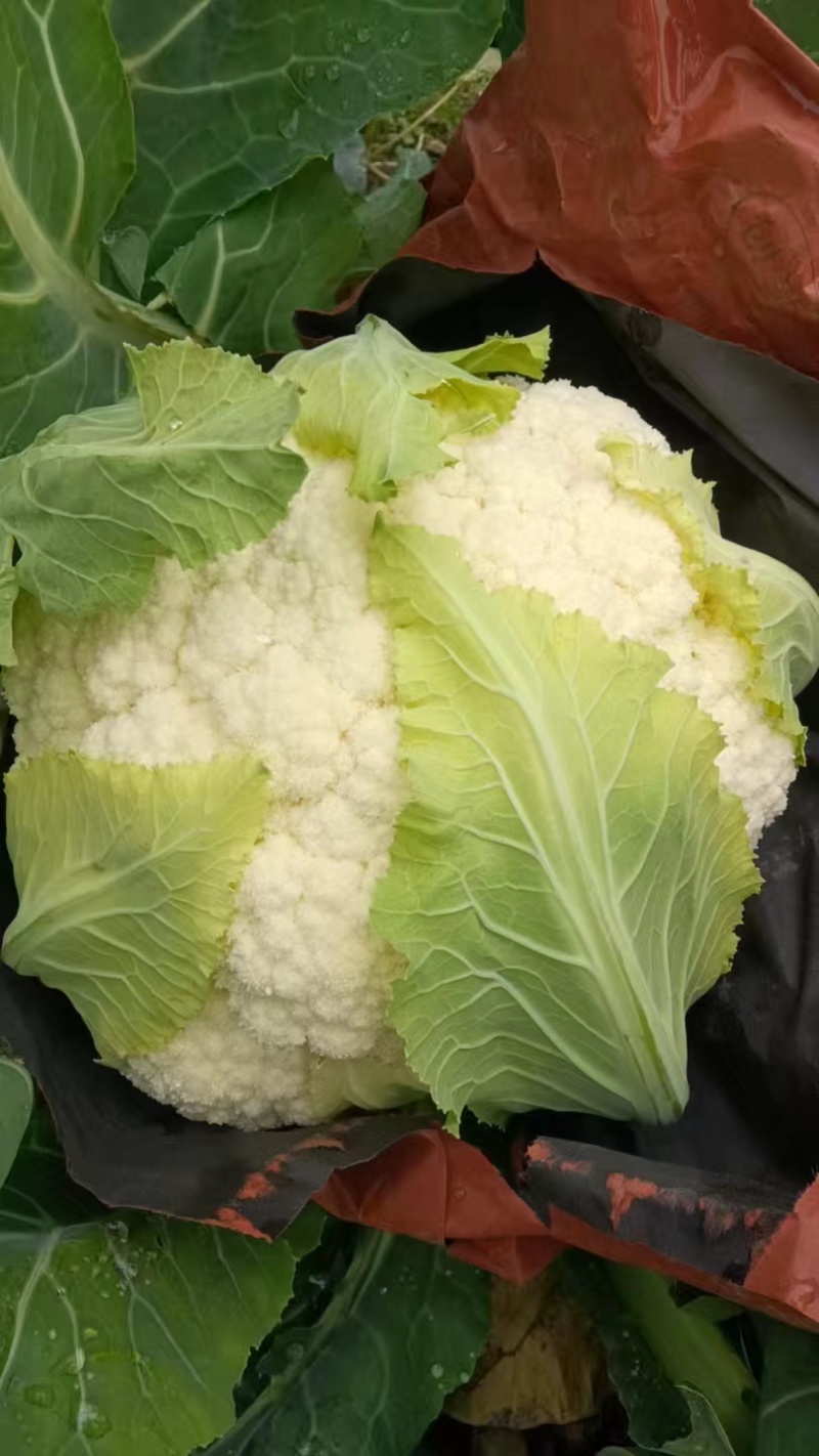 农家种植天然有机松花菜，新鲜采摘优质花菜，欢迎大家采购