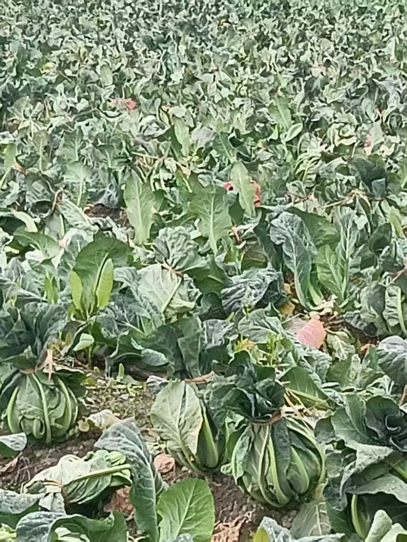 农家种植天然有机松花菜，新鲜采摘优质花菜，欢迎大家采购