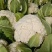 农家种植天然有机松花菜，新鲜采摘优质花菜，欢迎大家采购