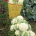 农家种植天然有机松花菜，新鲜采摘优质花菜，欢迎大家采购