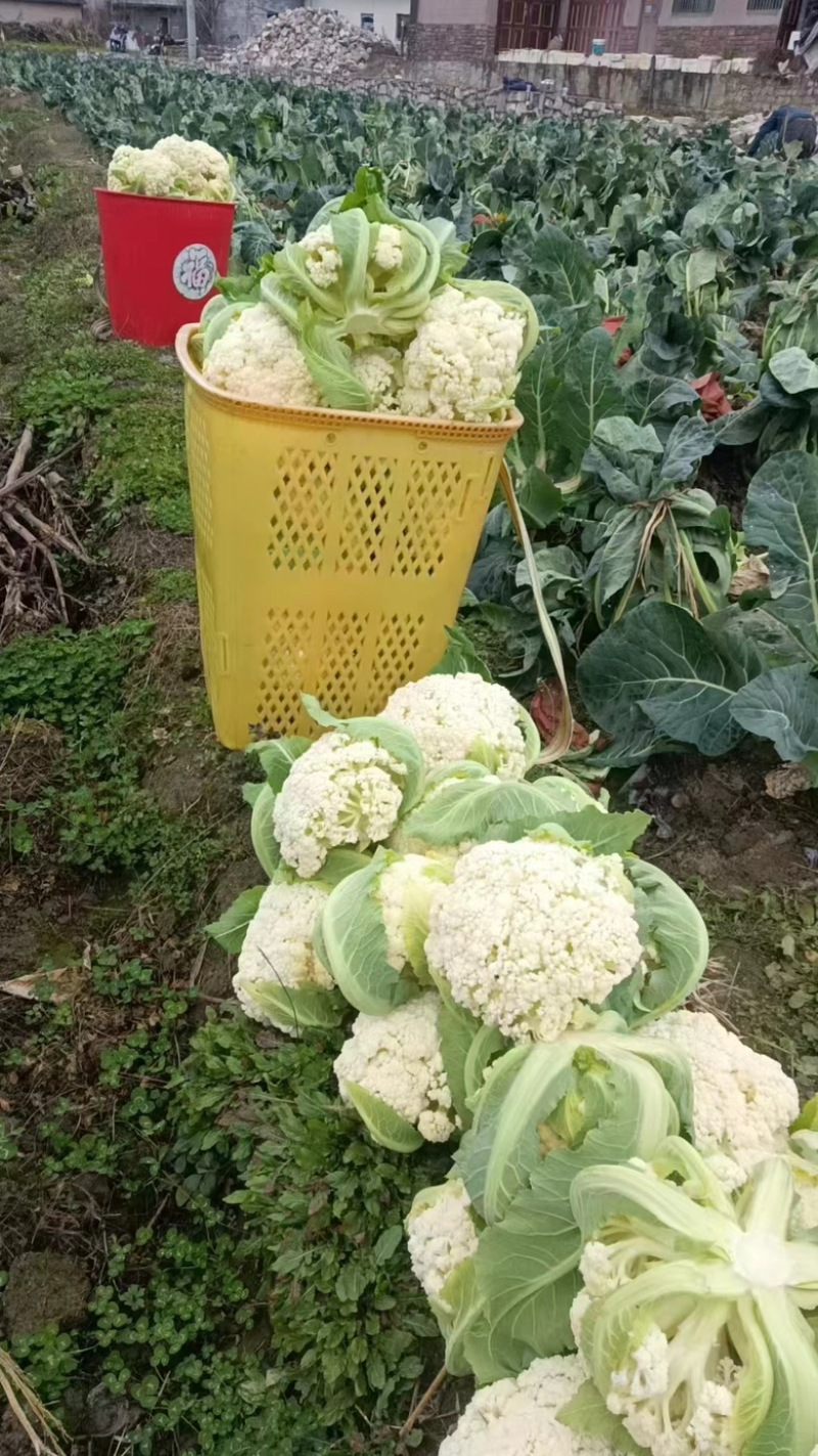 农家种植天然有机松花菜，新鲜采摘优质花菜，欢迎大家采购