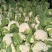 农家种植天然有机松花菜，新鲜采摘优质花菜，欢迎大家采购