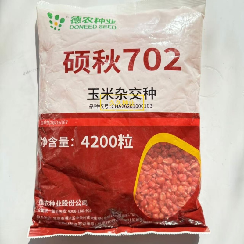 硕秋702高产玉米种子大棒抗倒伏新升级耐密农科院