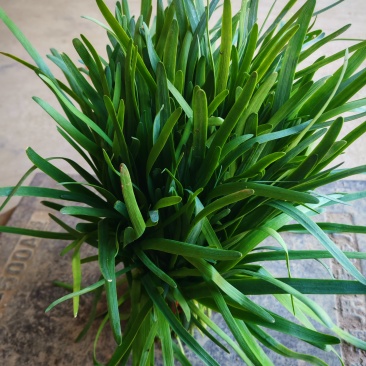 精品韭菜头茬二茬产地直销一手货源对接菜农欢迎下单