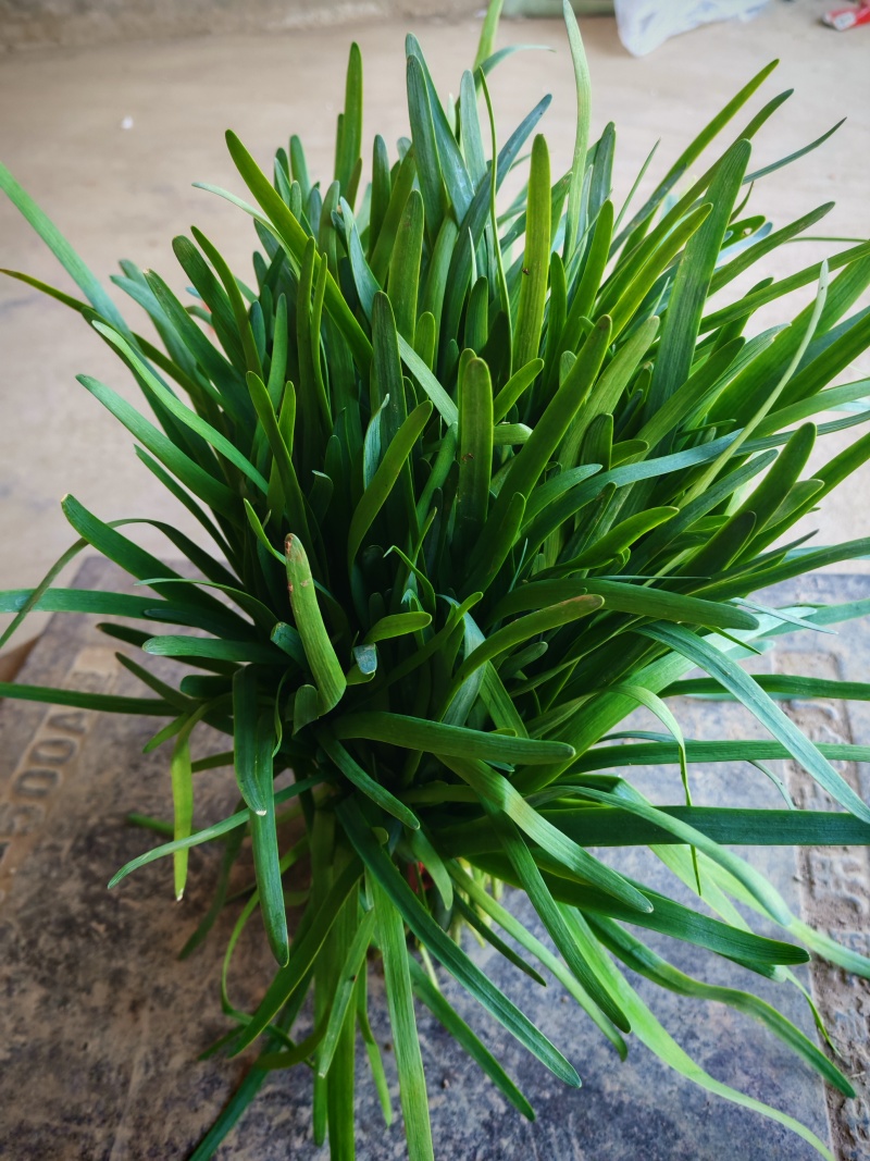 精品韭菜头茬二茬产地直销一手货源对接菜农欢迎下单