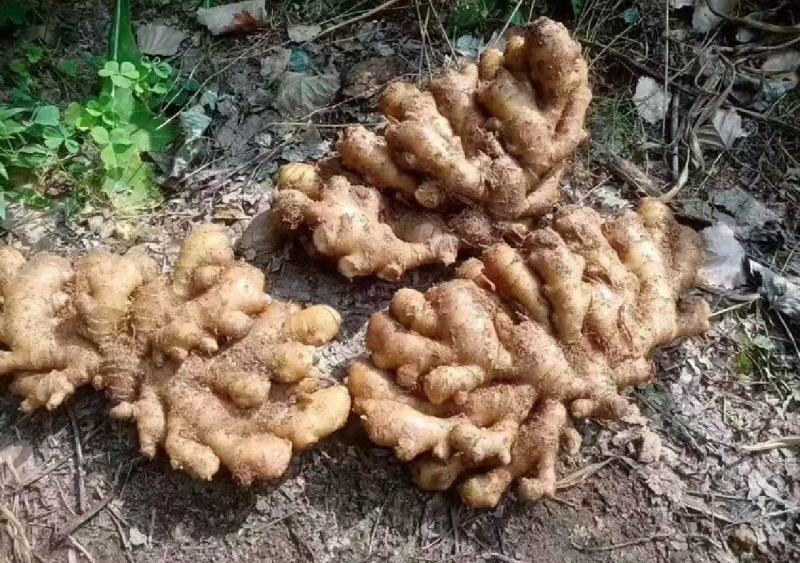 精品山东小黄姜，货源充足，对接全国电商市场批发商
