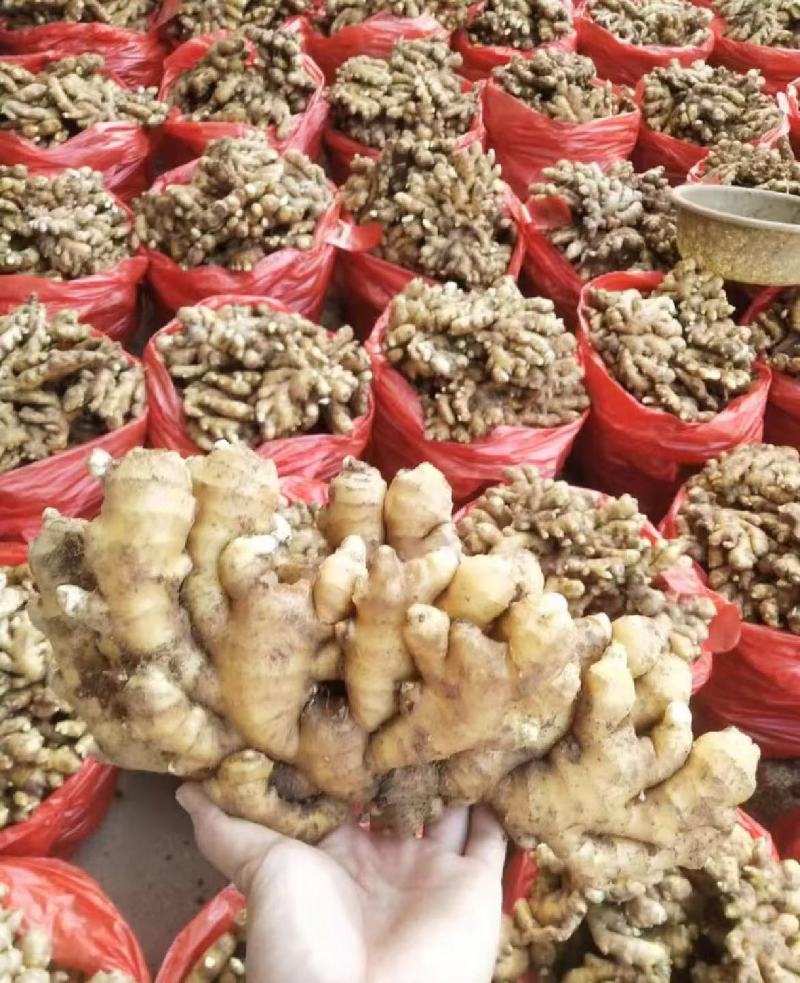 精品山东小黄姜，货源充足，对接全国电商市场批发商