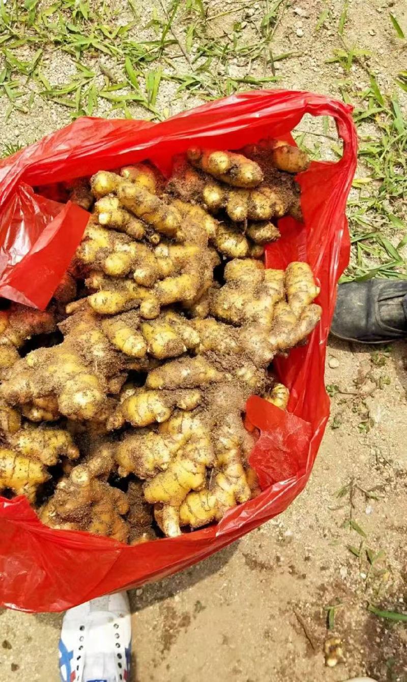 精品山东小黄姜，货源充足，对接全国电商市场批发商