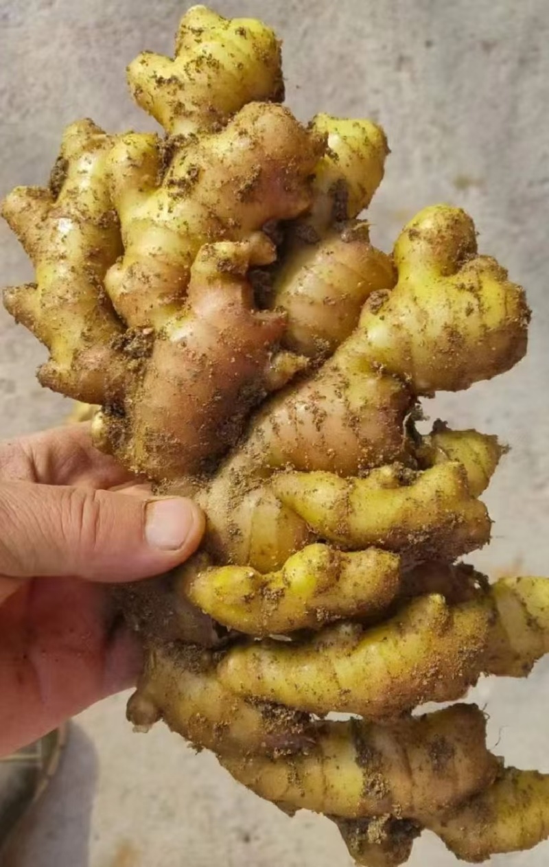 精品山东小黄姜，货源充足，对接全国电商市场批发商