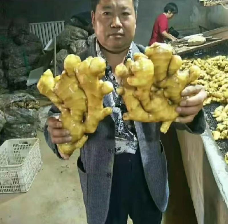 大黄姜（实力供应）对接全国电商市场批发商可视频看货