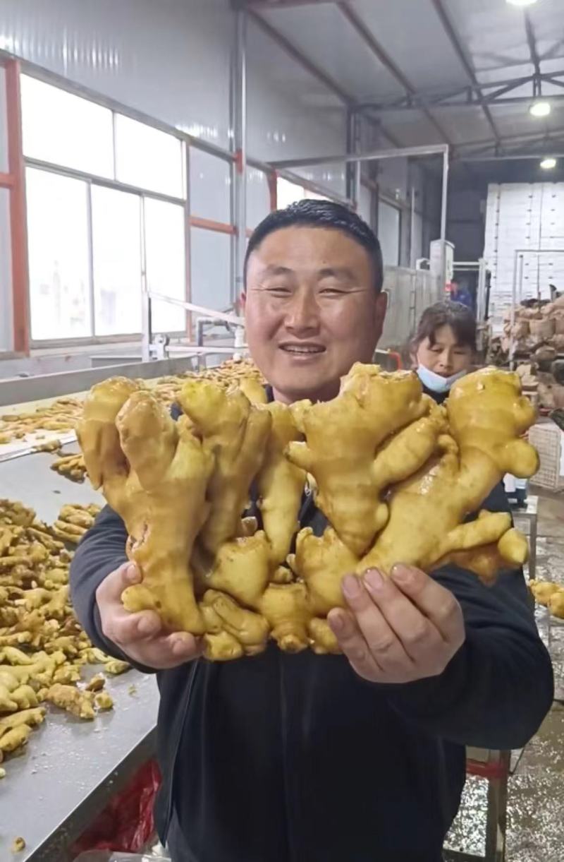大黄姜（实力供应）对接全国电商市场批发商可视频看货
