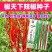 线椒种子早熟坐果集中青红两用商品性好春秋均可种植