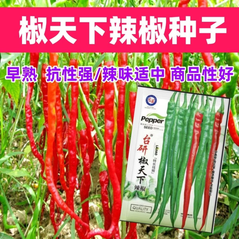 线椒种子早熟坐果集中青红两用商品性好春秋均可种植
