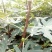 无花果苗大量批发无花果树苗波姬红布兰瑞克无花果苗