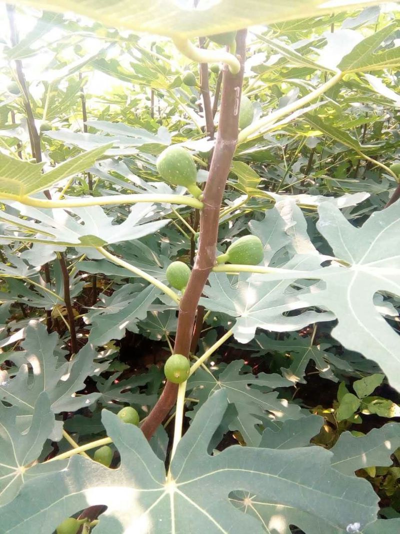 无花果苗大量批发无花果树苗波姬红布兰瑞克无花果苗