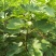 无花果苗大量批发无花果树苗波姬红布兰瑞克无花果苗