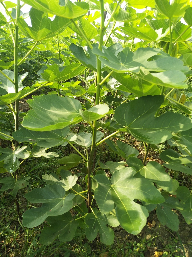 无花果苗大量批发无花果树苗波姬红布兰瑞克无花果苗