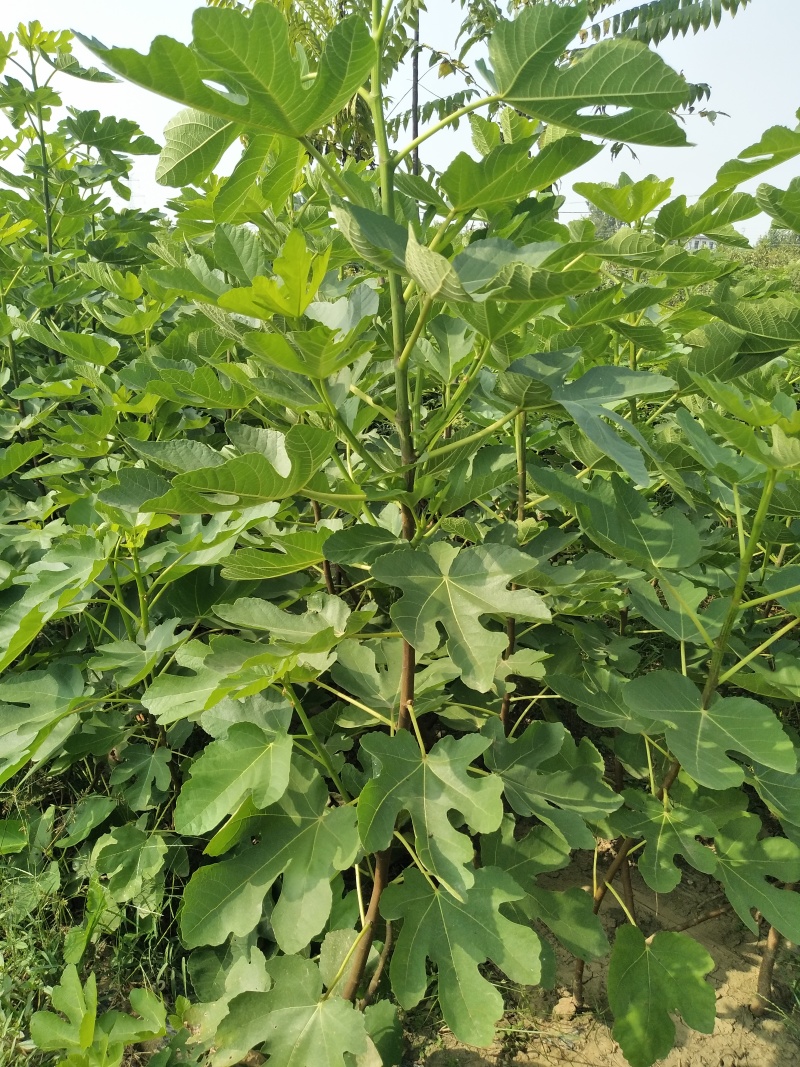 无花果苗大量批发无花果树苗波姬红布兰瑞克无花果苗