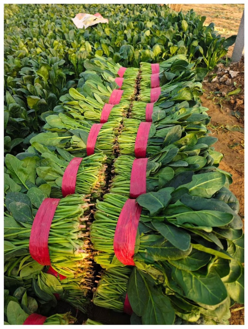 大叶菠菜25-30公分大叶菠菜山东淄博高青万亩菠菜产地
