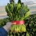 大叶菠菜25-30公分大叶菠菜山东淄博高青万亩菠菜产地