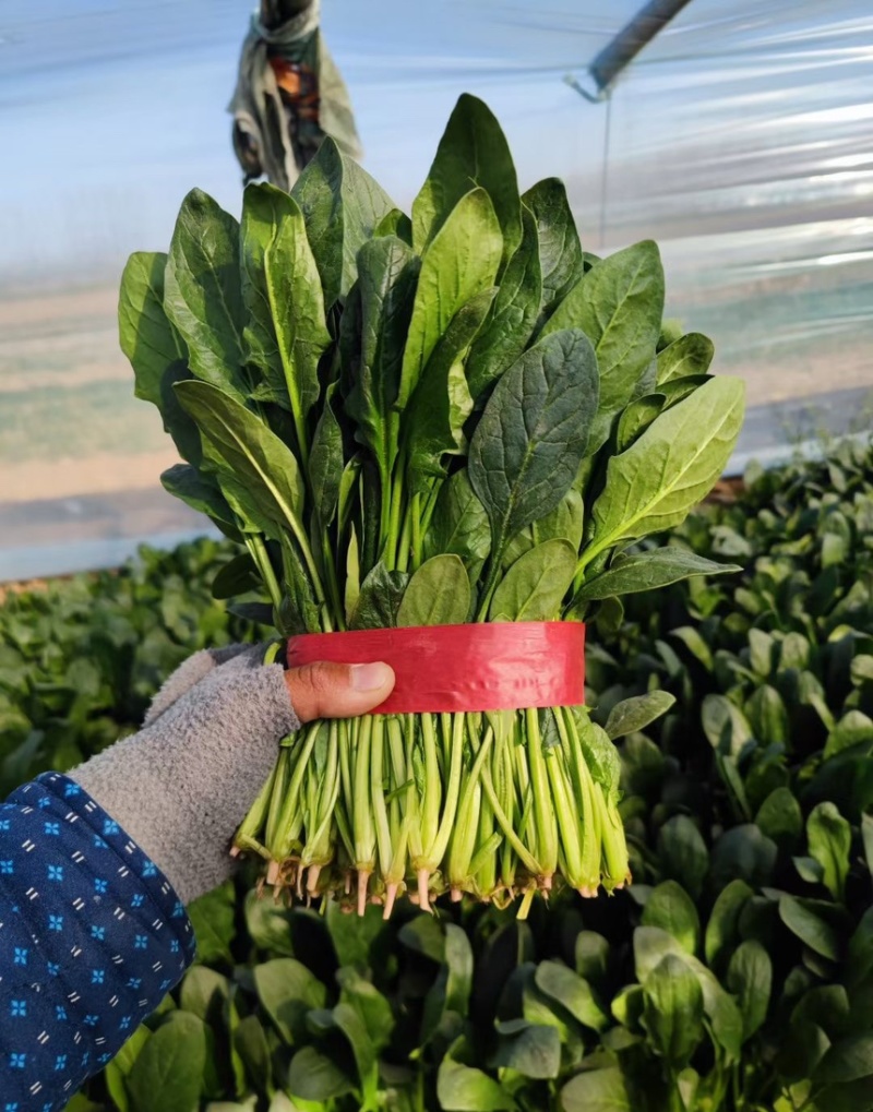大叶菠菜25-30公分大叶菠菜山东淄博高青万亩菠菜产地