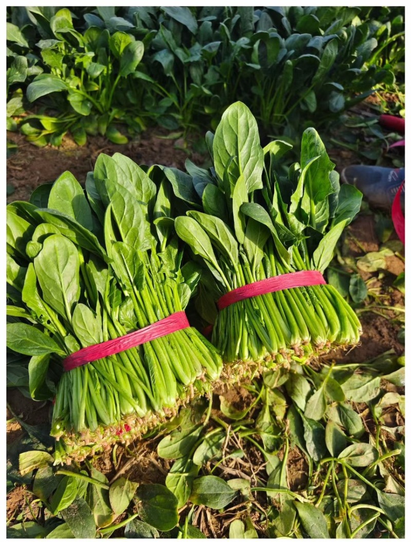 大叶菠菜25-30公分大叶菠菜山东淄博高青万亩菠菜产地