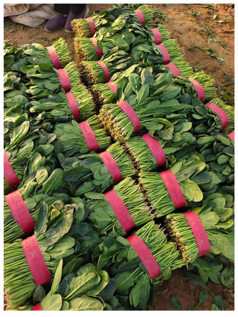 大叶菠菜25-30公分大叶菠菜山东淄博高青万亩菠菜产地