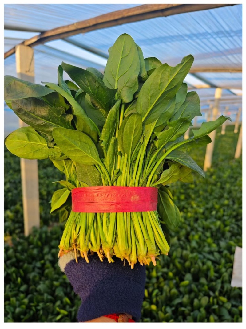 大叶菠菜25-30公分大叶菠菜山东淄博高青万亩菠菜产地