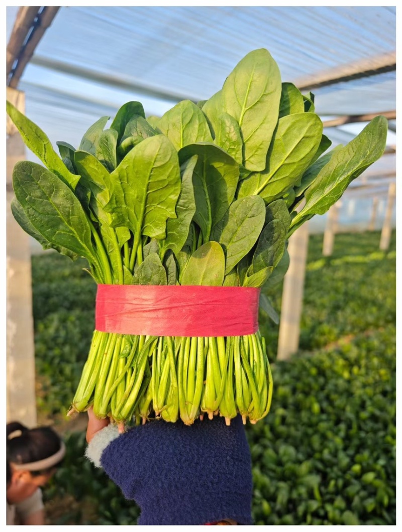 大叶菠菜25-30公分大叶菠菜山东淄博高青万亩菠菜产地