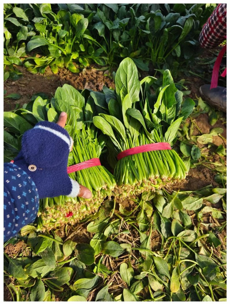 大叶菠菜25-30公分大叶菠菜山东淄博高青万亩菠菜产地